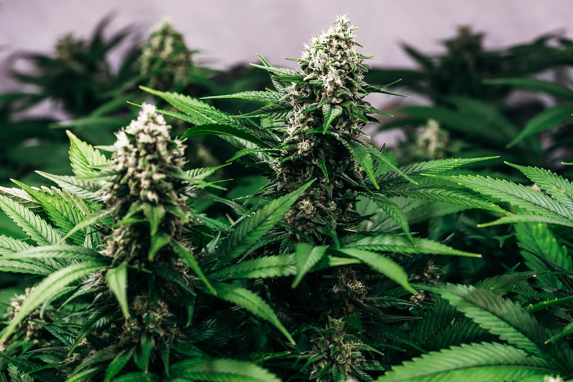 CBD EVOLUTION case study next